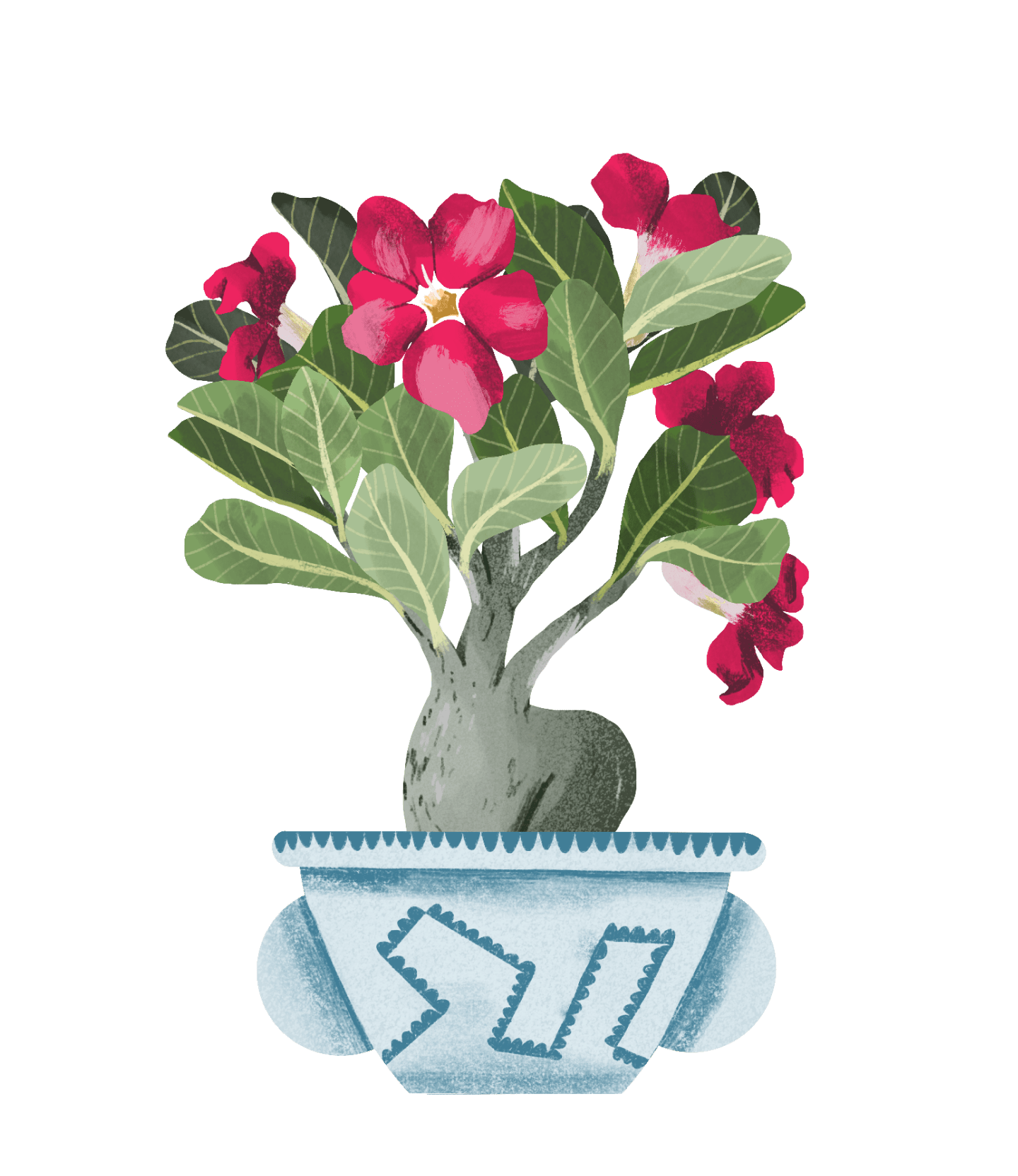 Desert Rose Plant Care Guide